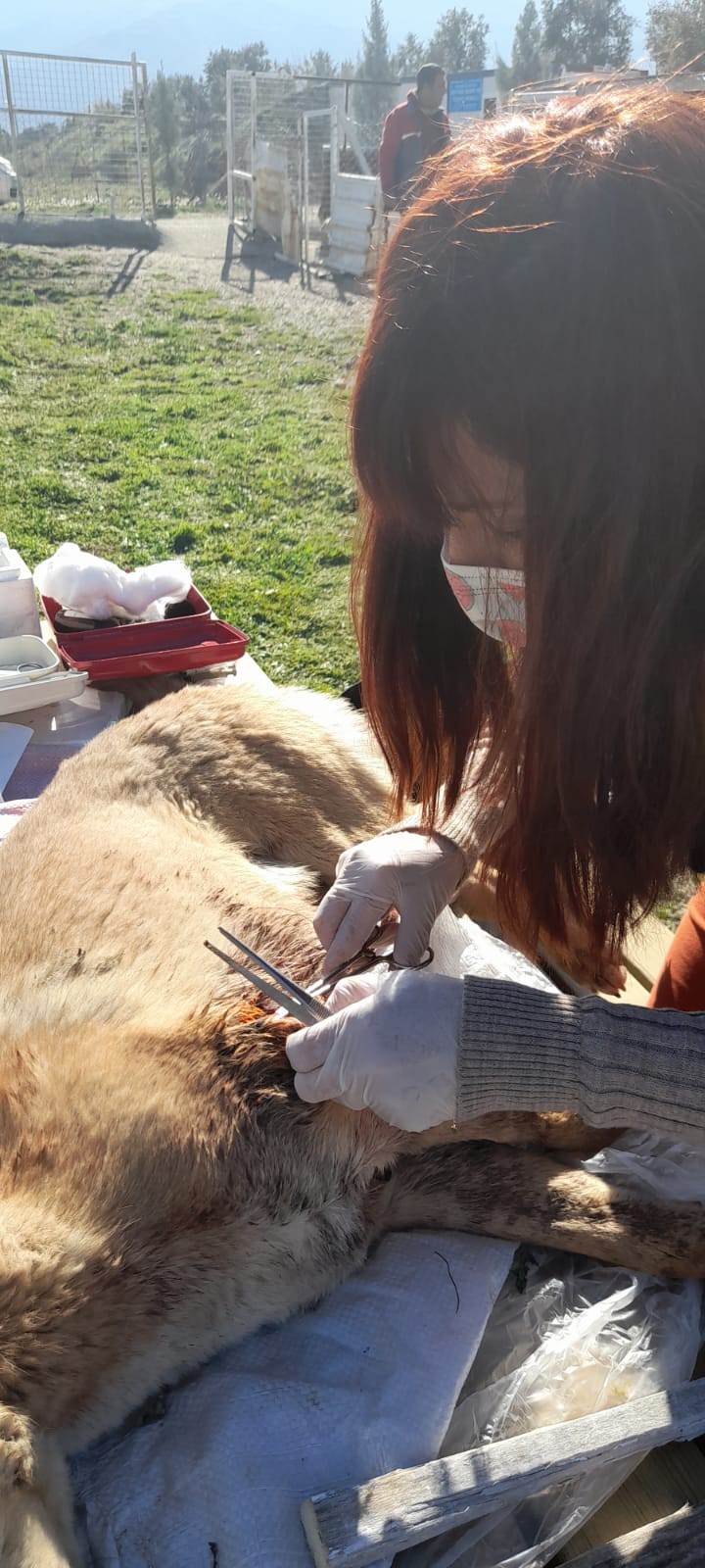 Yaralı köpeğe, Buldan Belediyesi sahip çıktı