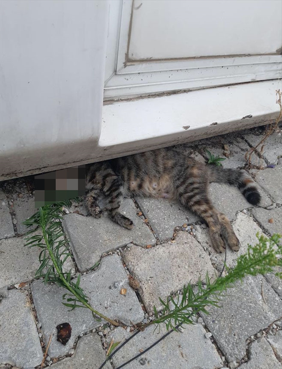 Denizli'de sokak hayvanlarının zehirlendiği iddiası
