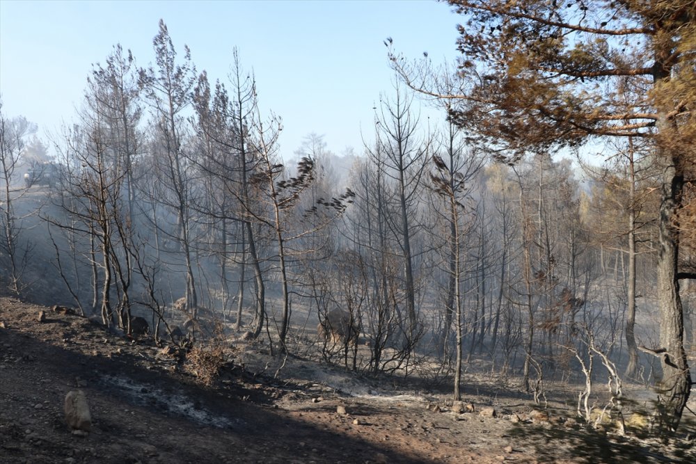 Denizli'de Çıkan Orman Yangını Kontrol Altına Alındı