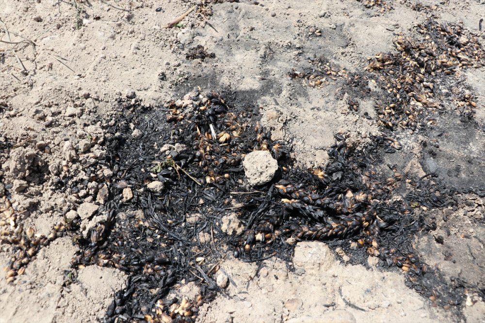 Denizli'de çıkan yangında 80 dekar alandaki ekinler yandı