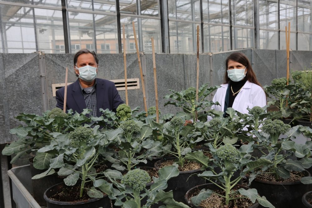 Pamukkale Üniversitesinde, Yerli Brokoli Ve Havuç Tohumu Geliştirildi
