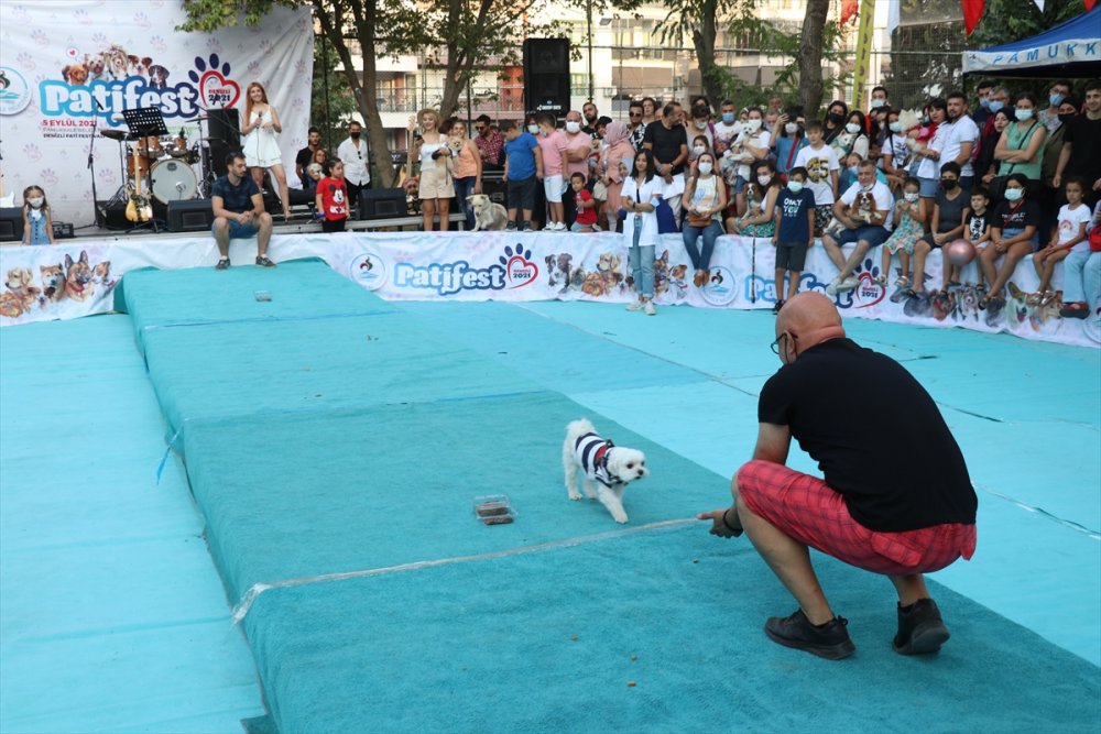 Denizli'nin Pamukkale ilçesinde Denizli Pati Festivali yapıldı. Sokak hayvanlarının tedavisine ve mama ihtiyacına destek olmak amacıyla düzenlenen etkinlikte köpekler ilginç kostümleriyle dikkati çekti.