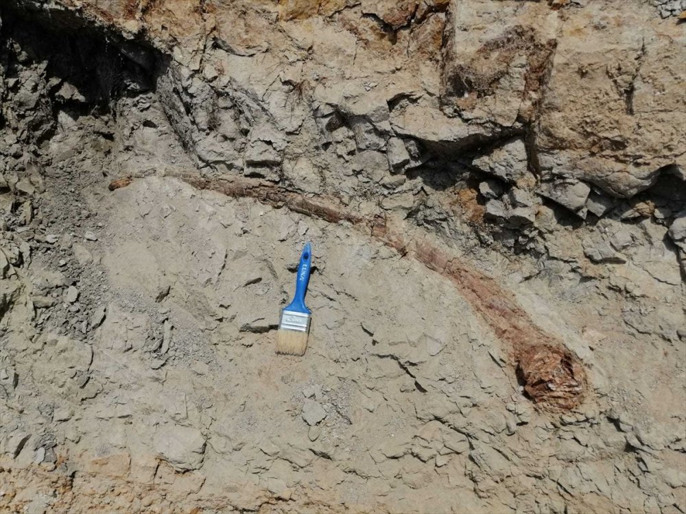 Denizli'de 17 Milyon Yıl Öncesine Tarihlenen Fil Dişi Fosili Bulundu