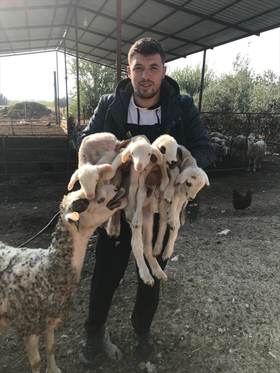 Denizli'nin Sarayköy ilçesinde bir çiftçiye ait koyun tek batında 4 kuzu doğurdu.