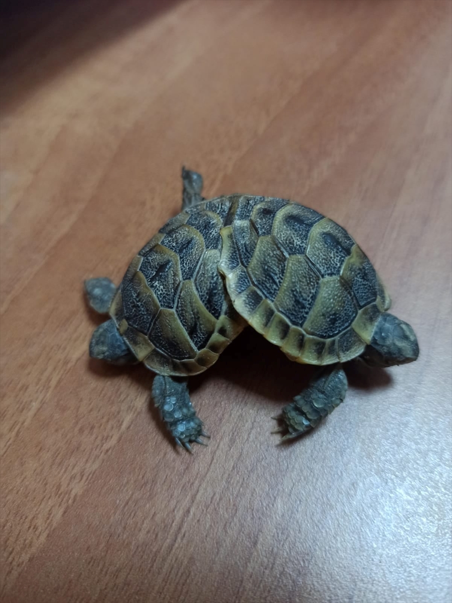 Pamukkale'de Siyam İkizi Kaplumbağa Bulundu