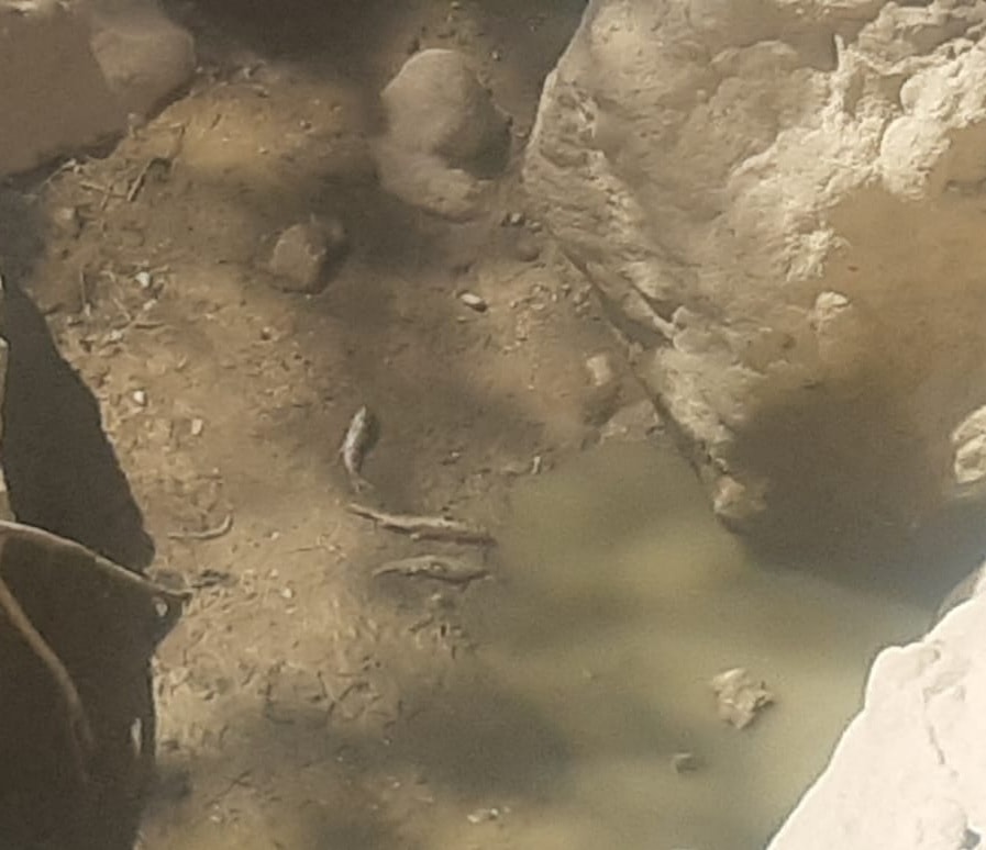 Çal'da Kuraklıktan Balıklar Telef Oldu