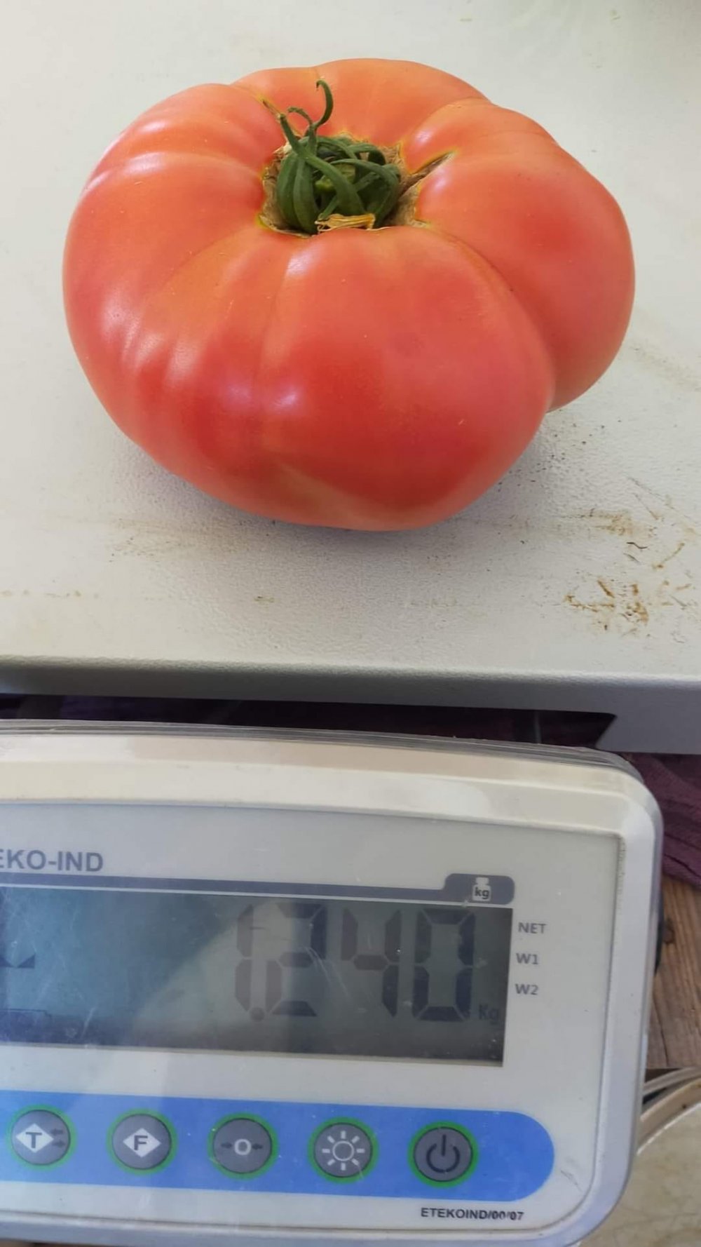 Denizli'nin Çameli İlçesi'nde 1 kilo 240 gramlık domates sosyal medyada ilgili gördü.