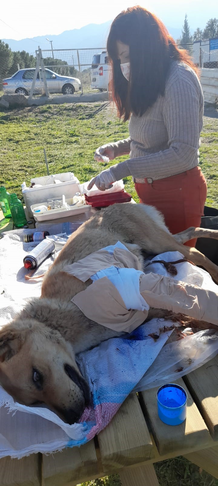 Yaralı köpeğe, Buldan Belediyesi sahip çıktı  