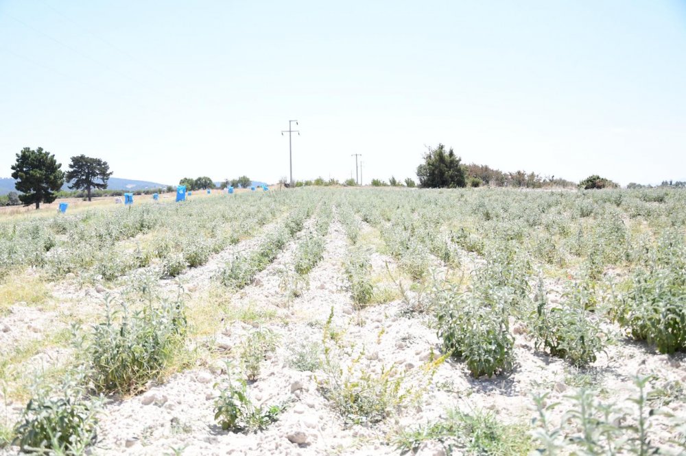 Elinde bulunan hemen her toprak parçasını tarımsal ürün yetiştirmekte kullanan Bozkurt Belediyesi, geçtiğimiz aylarda ektiği adaçayını toplamaya başladı.