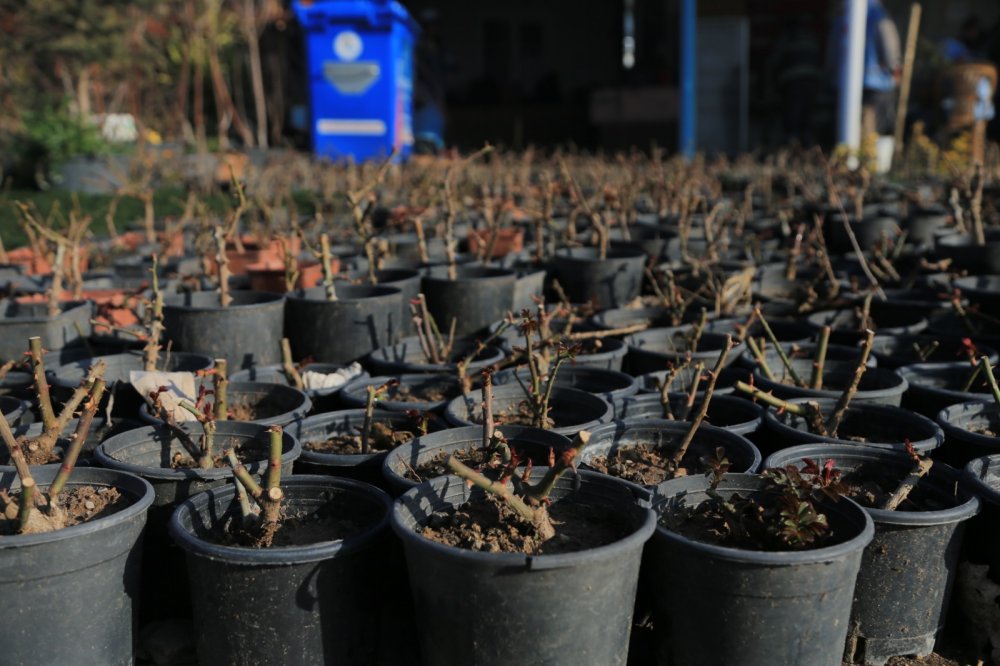 Pamukkale Belediyesi Süs Bitkilerini Kendi Yetiştiriyor
