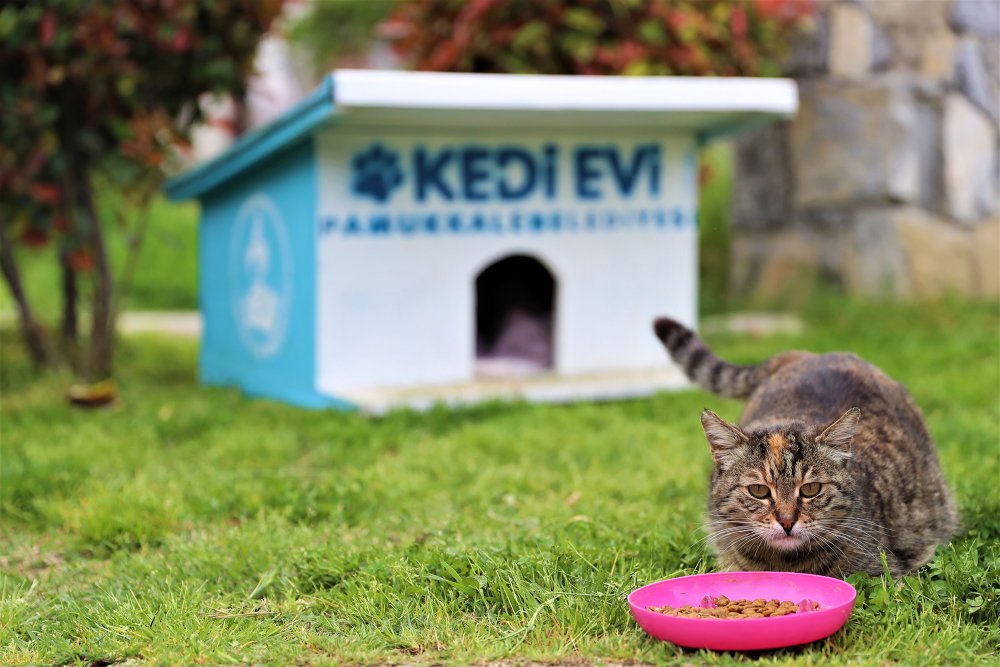 Pamukkale Belediyesi Sokak Hayvanlarını Unutmadı