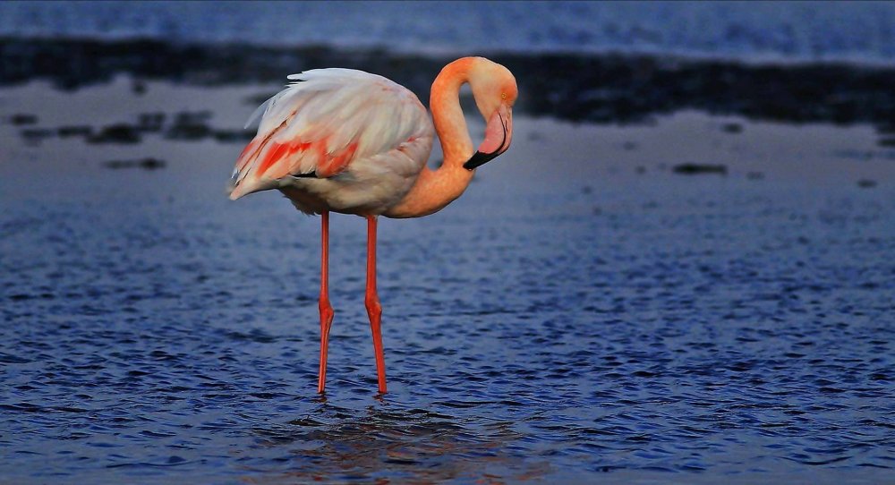 Flamingolar Geri Döndü