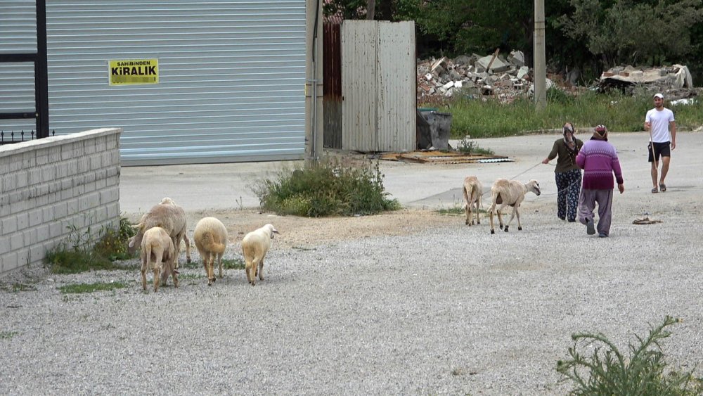 Denizli'de Firar eden Koyunları Polis Yakaladı