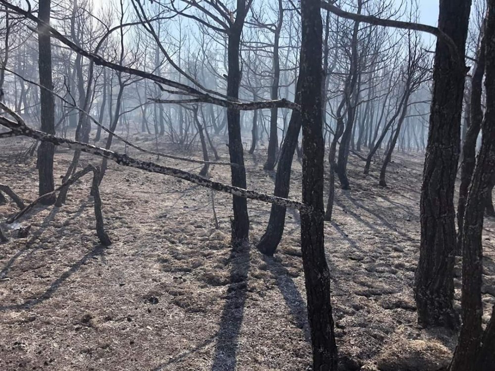 Denizli'de orman yangınında 6 hektar alan zarar gördü