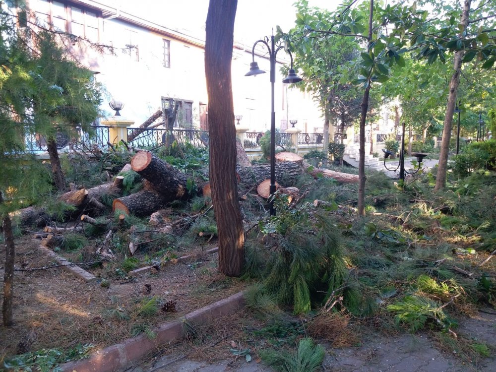 Buldan Belediyesi 80 Yıllık Çam Ağaçlarını Kesti