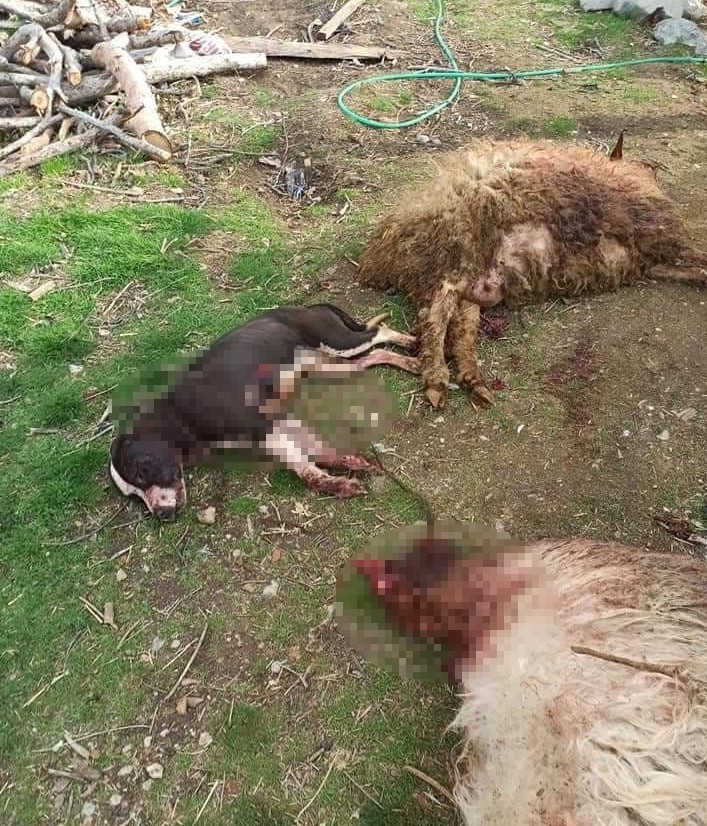 Denizli'de pitbull 3 koyunu telef etti, 12'sini yaraladı