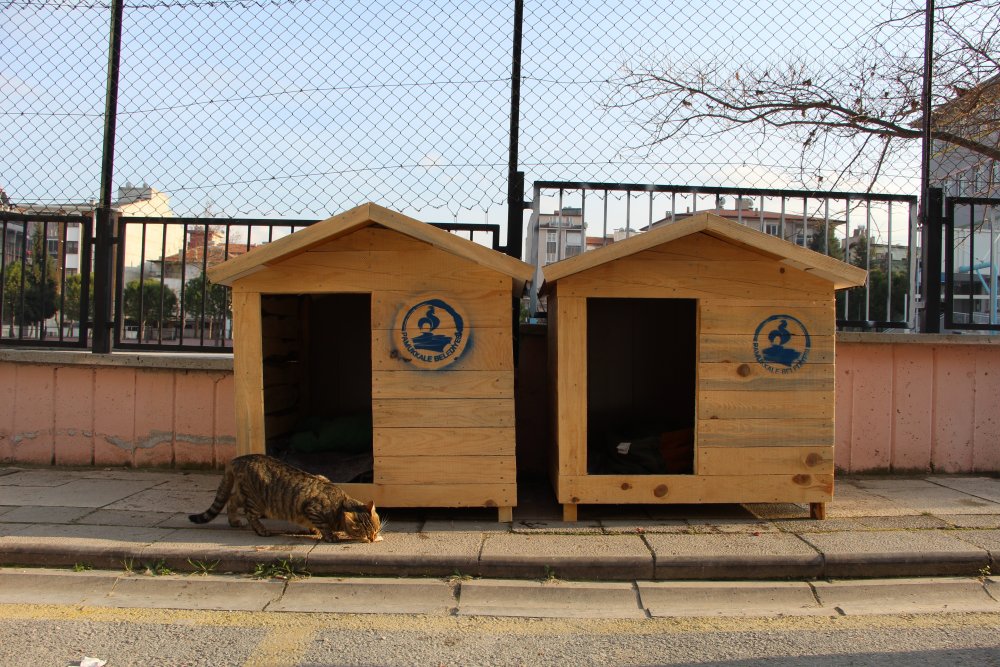 Ev Sahibi Kulübelerden Rahatsız Olunca Olan Sokak Hayvanlarına Oldu