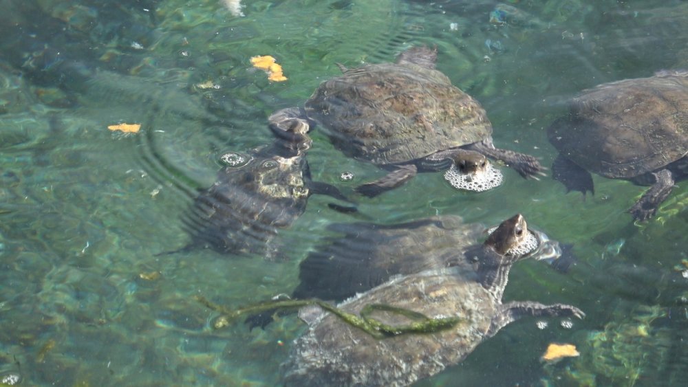 Denizli’nin 'Kaplumbağa terbiyecisi' su kaplumbağalarını yalnız bırakmıyor