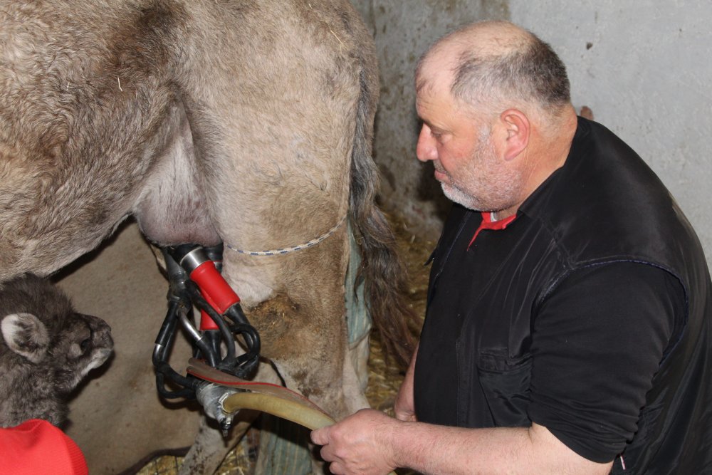 Pandemi şifa deposu deve sütüne talebi artırdı
