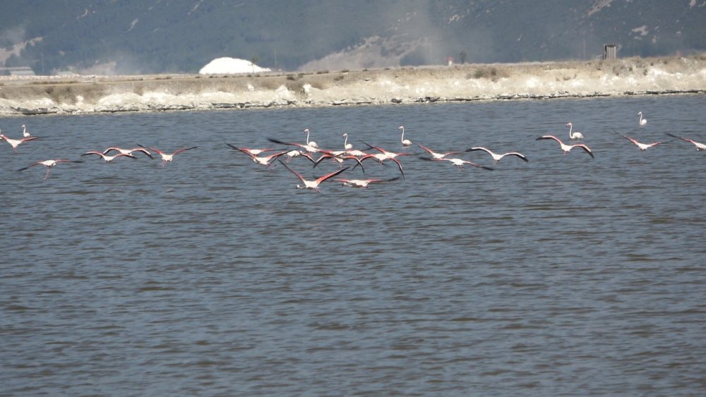 Çardak’ın yerleşik flamingolarından görsel şölen