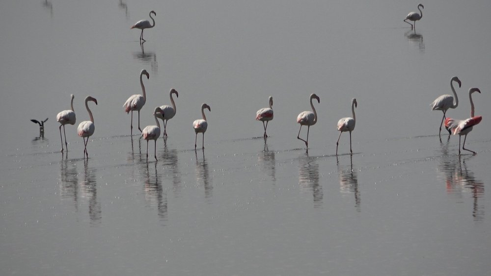 Çardak’ın yerleşik flamingolarından görsel şölen