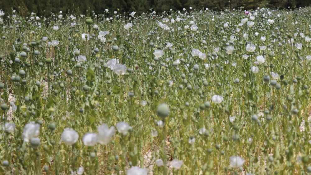 Denizli’nin Çameli ilçesinde haşhaş tarlaları beyaza bürünürken, hasada 2 hafta kala üreticiler bu sene yağmur olmamasına rağmen sulama imkanıyla büyüterek yüksek rekolte bekliyorlar.