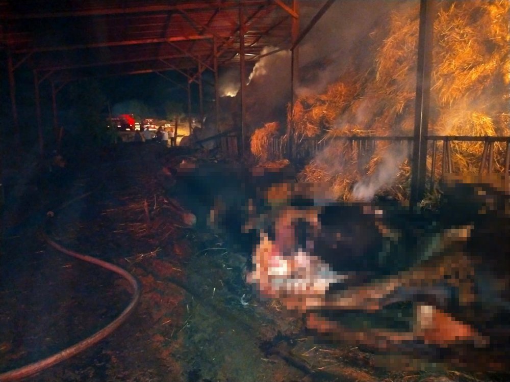 Denizli'nin Kale ilçesinde bulunan besihanede çıkan yangında 22 büyükbaş hayvan telef oldu. İşletme sahibi yangına müdahale ettiği sırada yaralanırken, yaklaşık 2 bin adet saman küle döndü.