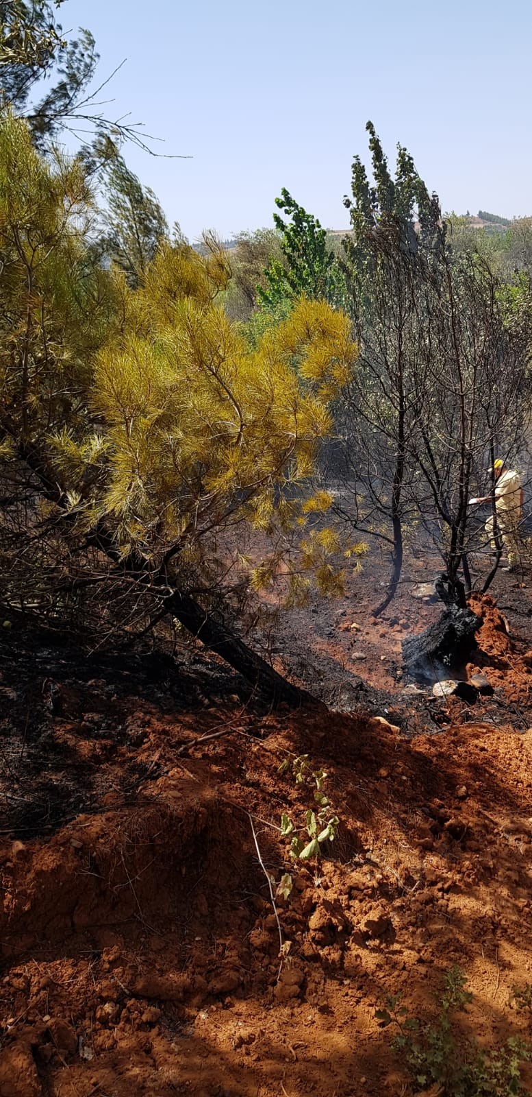 Orman yangınında kundaklama iddiası