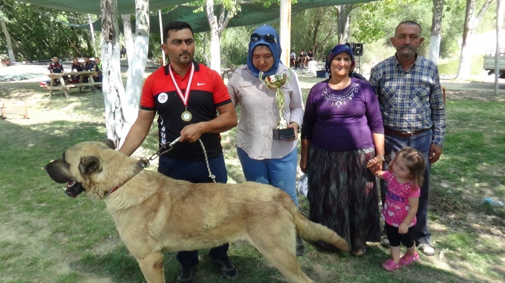 Denizli’nin Çal İlçesinde 848 yıldır devam eden Sudan Koyun Geçirme ve Çoban Bayramı etkinlikleri başladı. Etkinliğin ilk gününde 200 köpeğin katılımıyla güzellik yarışması yapıldı.