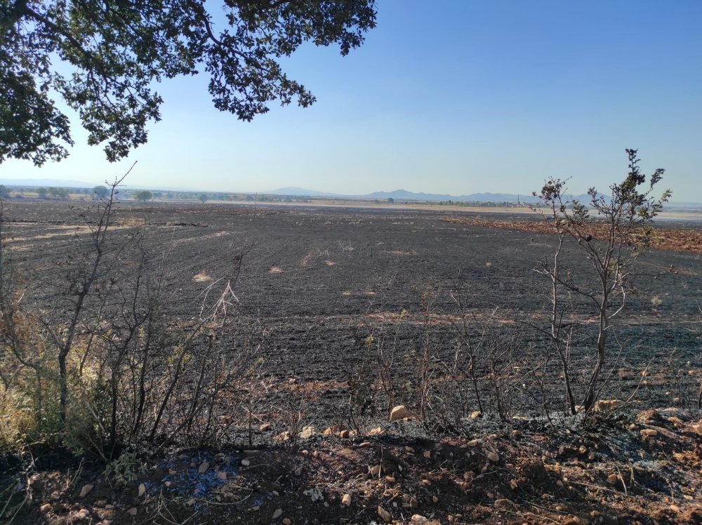 Denizli’nin Bekilli ilçesinde boş tarım arazisinde çıkan anız yangın sonucu, 50 dekar alan küle döndü.