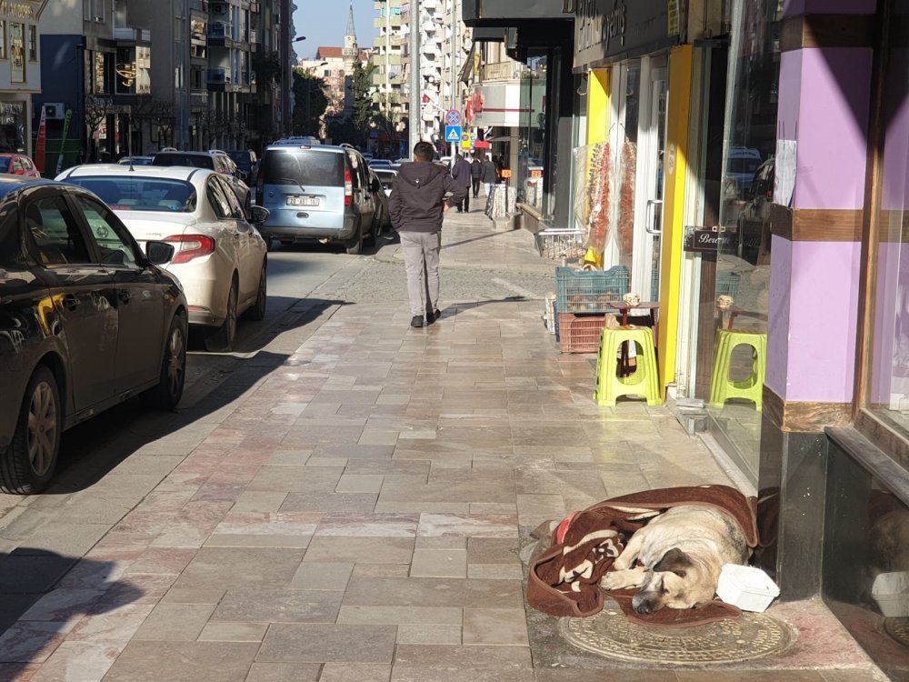 Hayvanlar Üşümesin diye Sokaklara Battaniye Bırakıldı