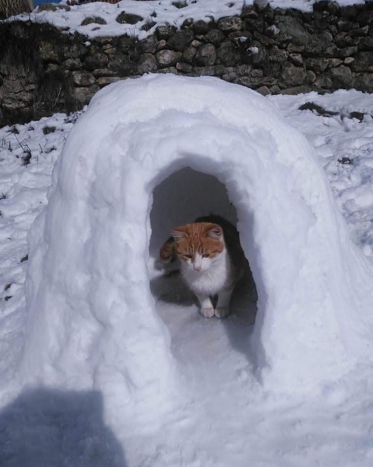 Sokaktaki Kediler İçin Kardan Ev Yaptılar