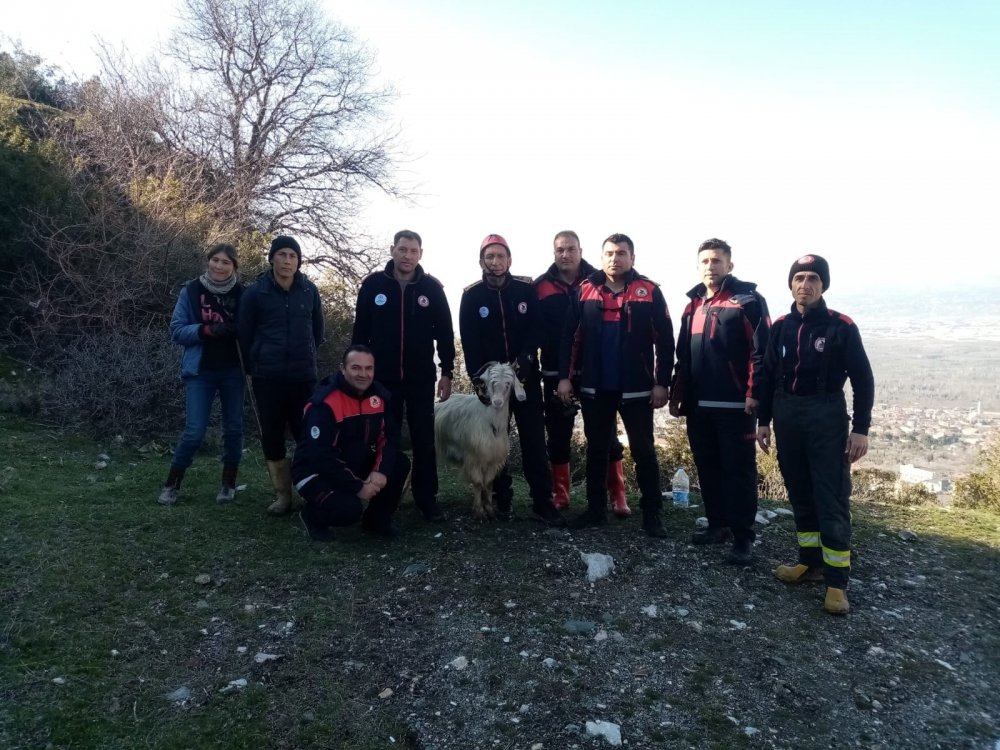 Uçurumda mahsur kalan 4 keçi kurtarıldı