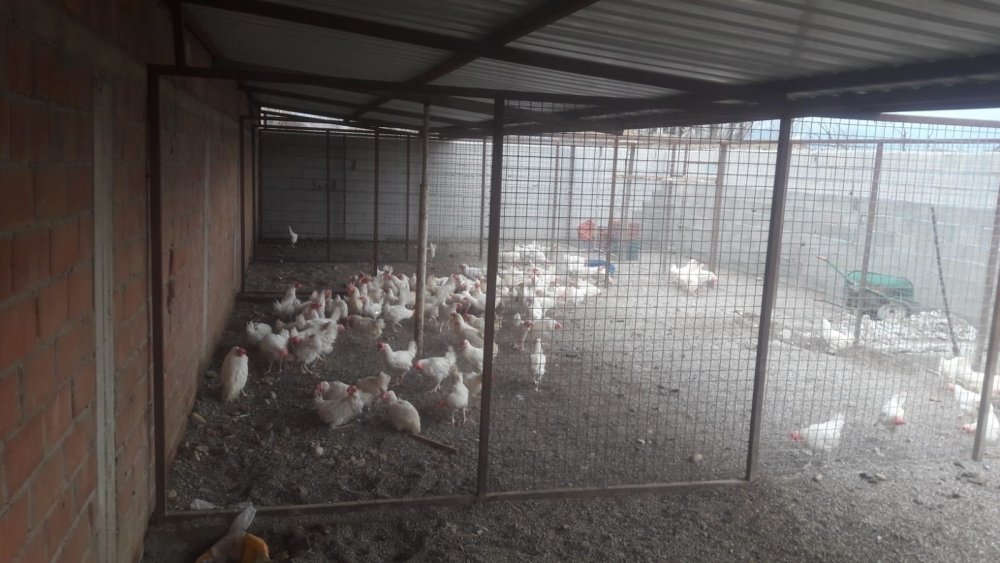 Denizli'de Pazarda Canlı Tavuk Satana 10 Bin TL Ceza Kesildi