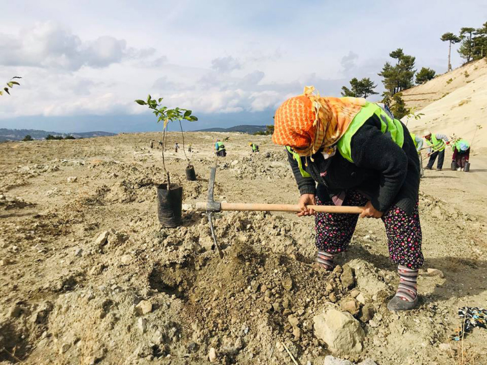 Çameli'de Karayolu Ağaçlandırma Çalışması Başlatıldı