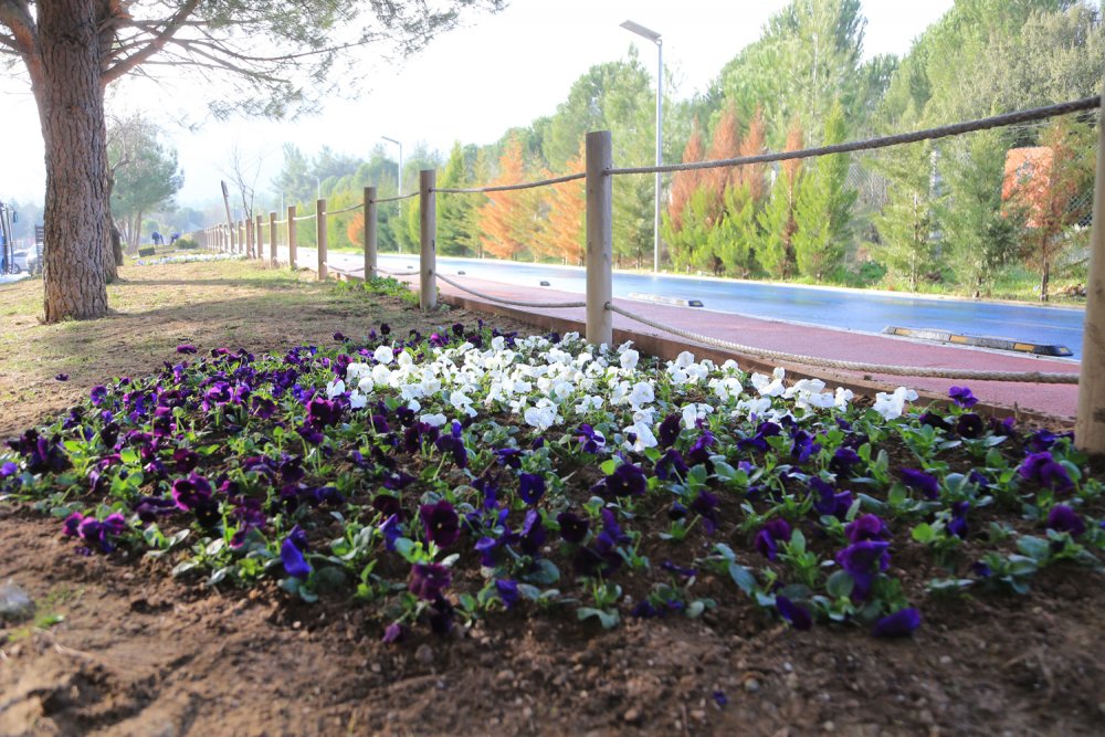 Pamukkale Belediyesi İlçeyi Kış Çiçekleriyle Süslüyor
