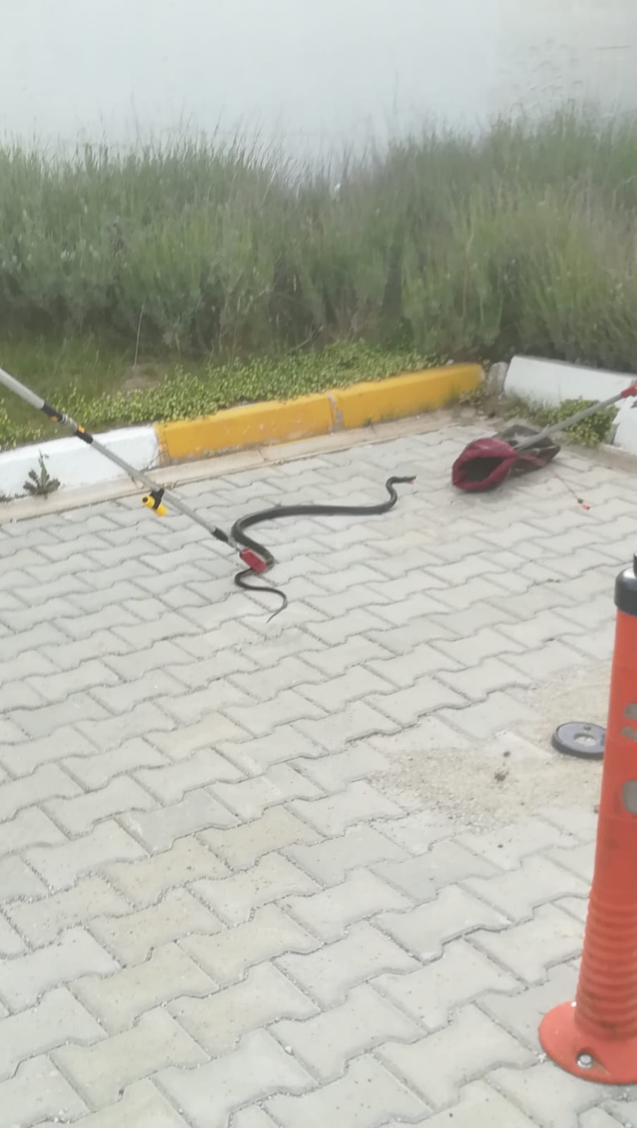 hastanede yılan paniği