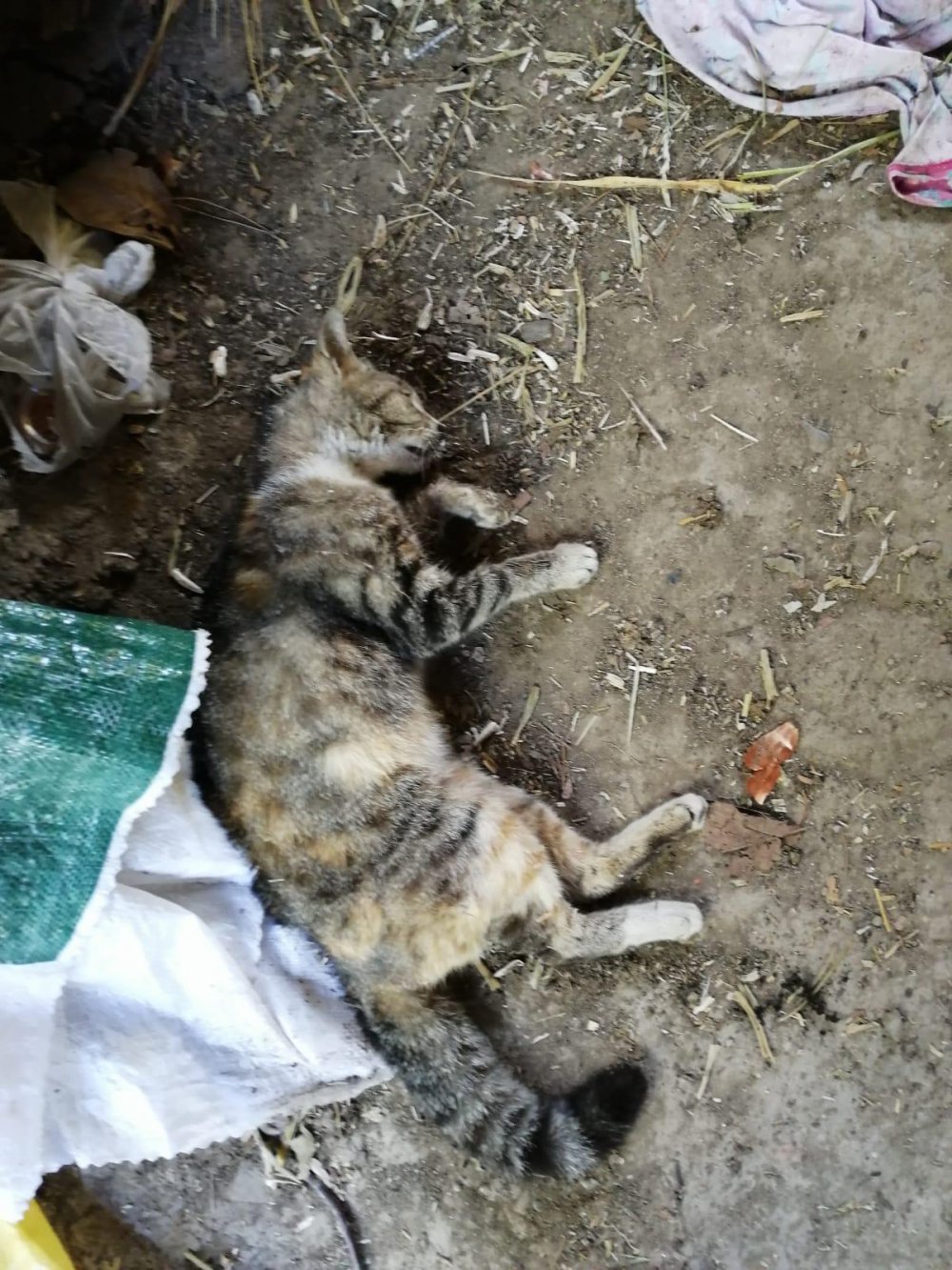 Kimliği Belirsiz Şahıslar Tarafından 30'a Yakın Kedi ve Köpek Zehirlendi