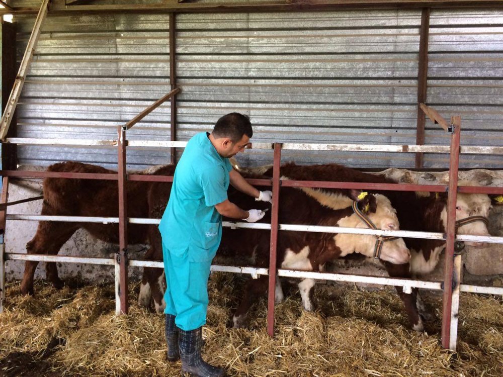 Denizli’de Sığırların Nodüler Ekzantemi Aşısı Hakkında Açıklama