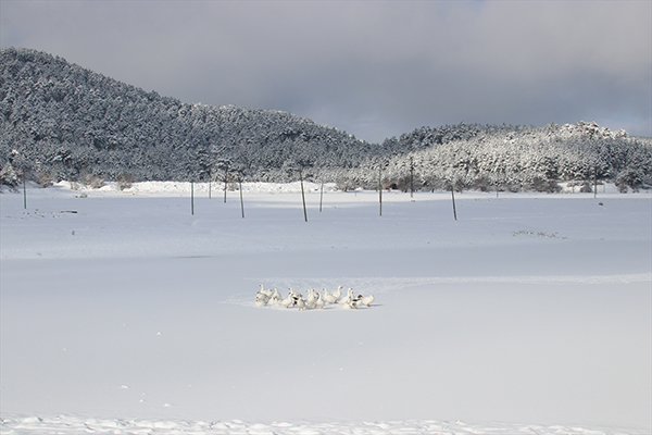 Denizli'nin Buldan ilçesinde etkili olan kar ve soğuk nedeniyle Yayla Gölü buz tuttu.