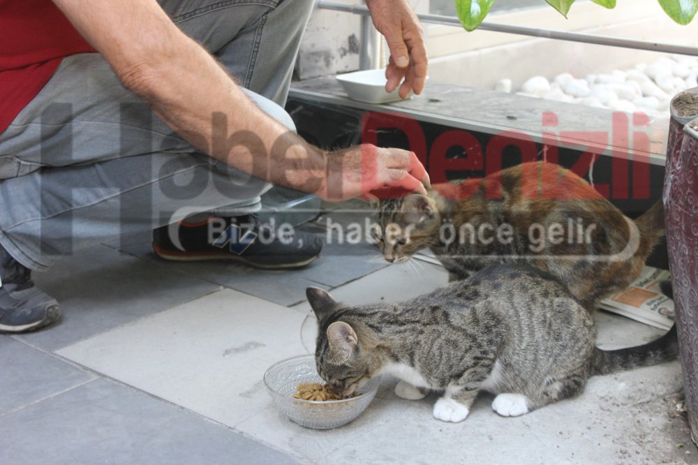 Kurtardığı 2 kediye işyerinin önünde bakıyor