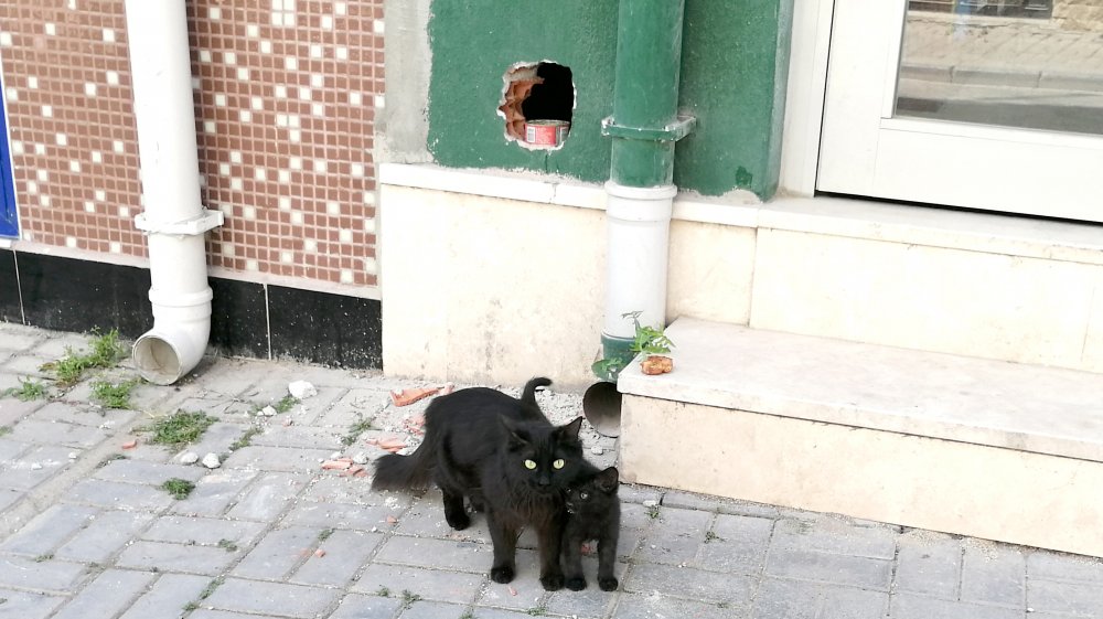 Denizli'nin Merkezefendi ilçesinde yaşanan olayda 2 bina arasındaki boşluğa düşen kedi yavrusu kurtarıldı. 
